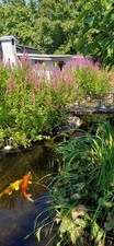 Teichzubehört: Pflanzen, Pumpe, Kois, alles für einen schönen neuen Teich