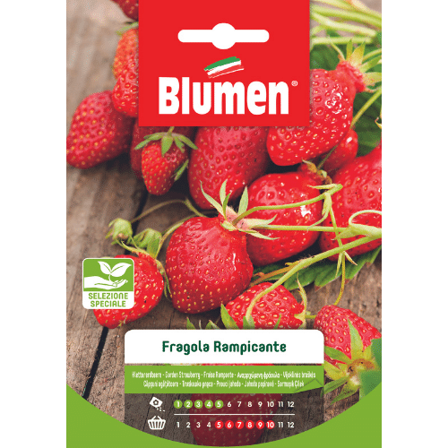 Semi per Ortaggi Fragola Rampicante Blumen