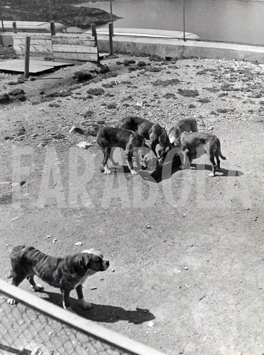 Vieille Photo De Presse Vintage – Chien Des Pyrénées, Tirage Argentique 21x15 Cm, Objet Unique