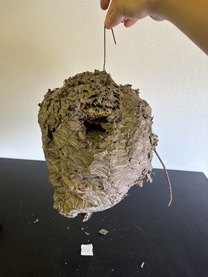 Gorgeous Bald Faced Hornets Nest LARGE made In Upstate New York #12