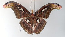 SA34673. Unmounted moth, butterflies: Attacus atlas. North Vietnam.
