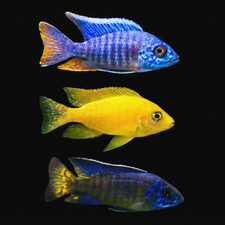 AFRICAN CICHLID PEACOCK SHOW MALE 3 PACK LIVE FISH