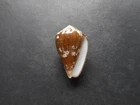 Conus catus fuscoolivaceus,Marquesas Gem!