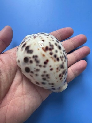 76.9mm | Cypraea Tigris Hinnulea| F+++ |WHITE colour |Beautiful shell