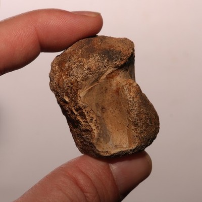 Reptile Vertebra DINOSAUR AGED Fossil - Hell Creek Formation