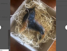 New Dresden Paper Belgian Tervuren Dog Christmas Ornament Tree Decoration