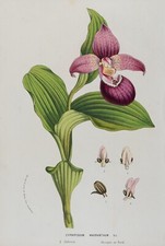 Orchidee Cypripedium Macranthum Chromolithographie handkoloriert HOUTTE um 1860