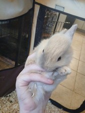 Male Rex Mix