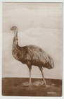 Australia NEW SOUTH WALES NSW EMU BIRD Wood 2090 Sydney postcard c1910
