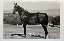 1940S Arabian Stallion Horse Farana Pomona CA RPPC Photo Postcard Copy