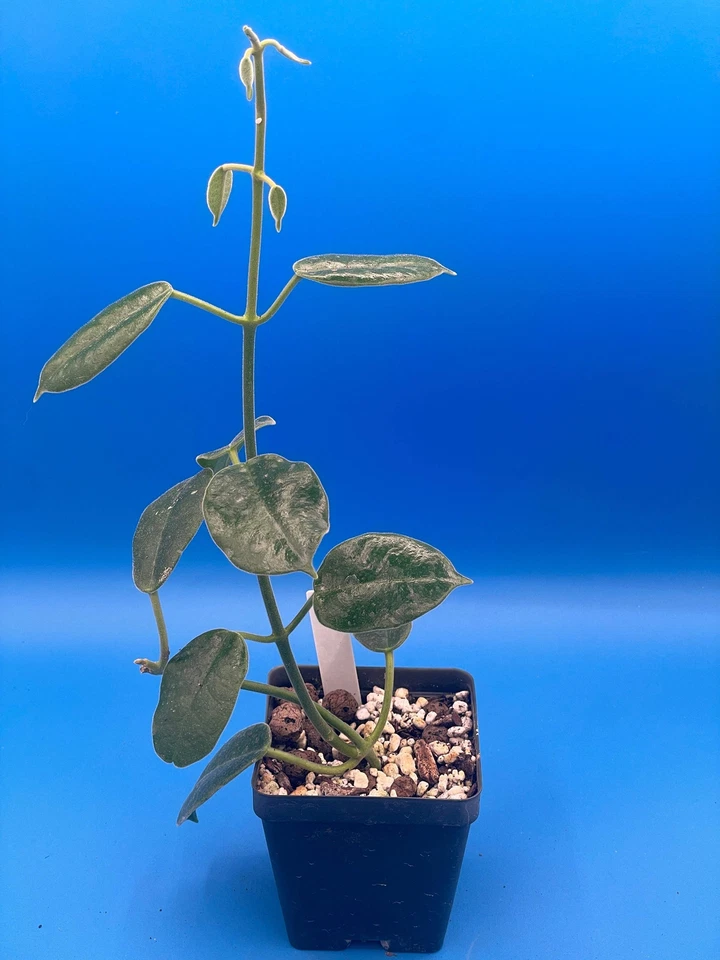 Hoya Ariadna Fully Rooted Grown In 3.5" pot - Eriostemma Ariadna - Image 4 of 4