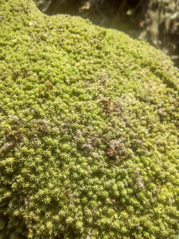 Almohada viva musgo también conocido como cojín musgo o musgo estrella. 1 pie cuadrado Foto 4 de 4