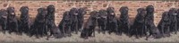 Labrador Retriever Dogs Wallpaper Border, New, Free Shipping on sale Labrador Retriever Dogs Wallpaper Border, New, Free Shipping on sale