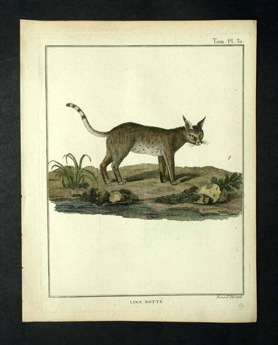 The Caracal or Desert Lynx Engraving Original Illustration 1792 - Picture 2 of 2