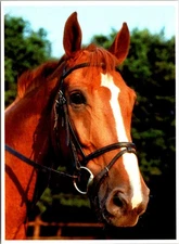 Lot of 3 Horse Portraits Postcard C281