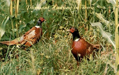 Towa, Ring-necked Pheasants, Ektachrome, Valence Pub, Postcard