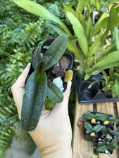 Paph Iolani Palace ( Golden Palace x leucochilum)