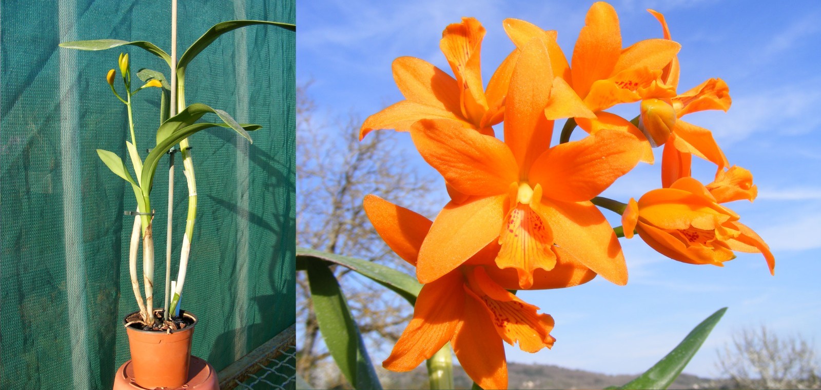 Orchidée Cattlianthe Trick or Treat x Guarianthe aurantiaca de couleur orange