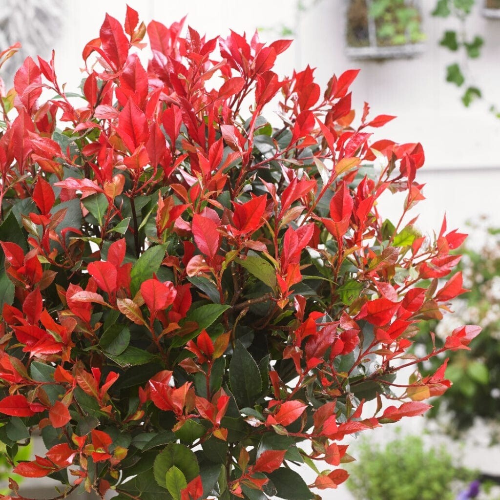 Photinia x Fraseri Little Red Robin Evergreen Shrub Potted Plant