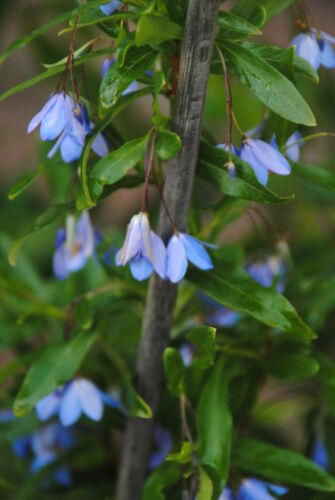8 graines de SOLLYA BLUE BELL (Sollya Heterophylla)G19 BLUEBELL CREEPER SEEDS - Afbeelding 1 van 1