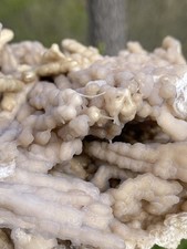 Agatized Fossil Coral, Lowndes County Georgia
