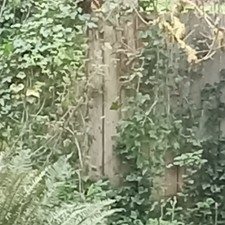 5 unrooted 5" cuttings English Ivy plant