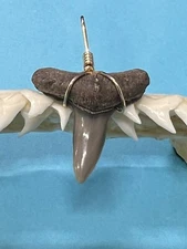 SHARK TOOTH PENDANT…7/8 Inch Fossilized LEMON Shark Tooth from Venice Florida 