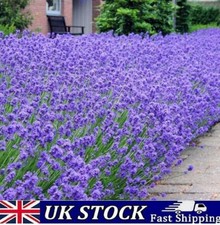English Lavender Seeds, Lavandula angustifoli , 2000 to 10,000 Perennial