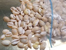 Cowrie Shells Small In Size With A Drilled Hole 4 Jewlery Or Crafts Around 10oz
