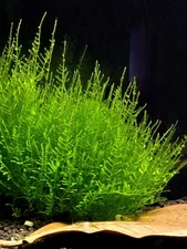 Taiwan Moss- Live Aquatic Plants -fish shrimp tank moss plants