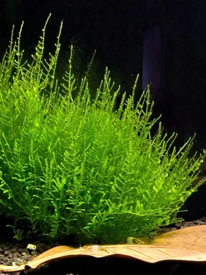 Taiwan Moss- Live Aquatic Plants -fish shrimp tank moss plants