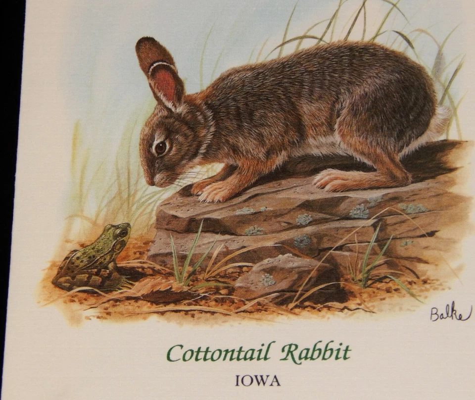Vintage Cover,UNITED STATES, FDC,1987,TORONTO,ON, CANADA,CAPEX,Cottontail Rabbit - Image 3 of 4