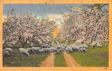 Vintage Tichnor Bros Springtime Sheep Pasture Postcard 70564