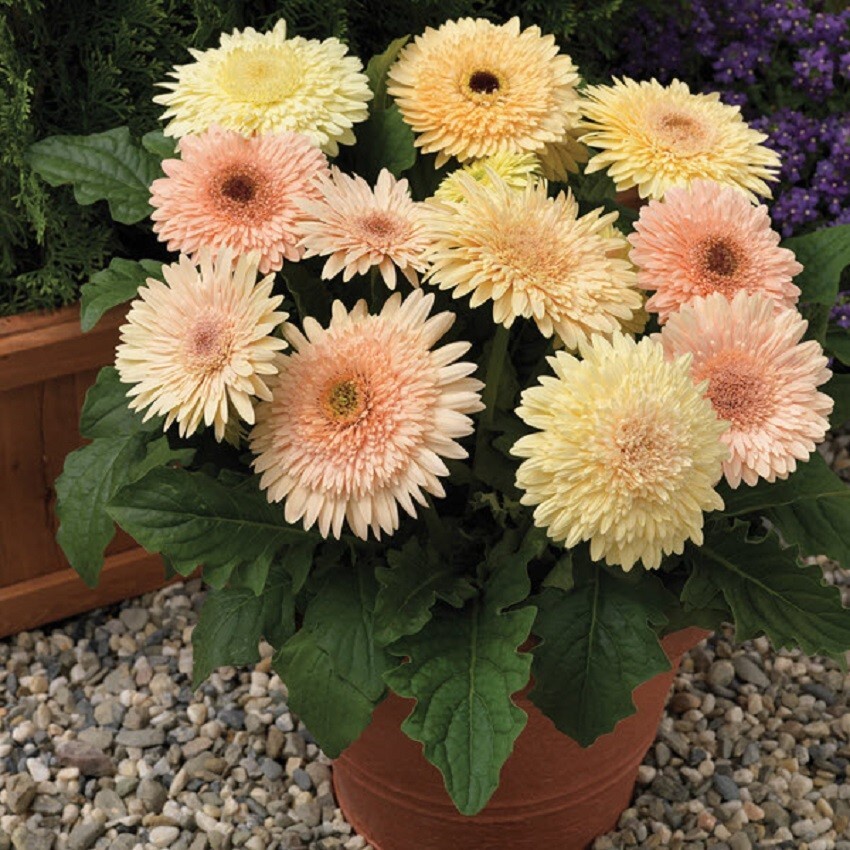 Gerbera Daisy Seeds 15 Seeds Gerbera Cartwheel Chardonnay eBay