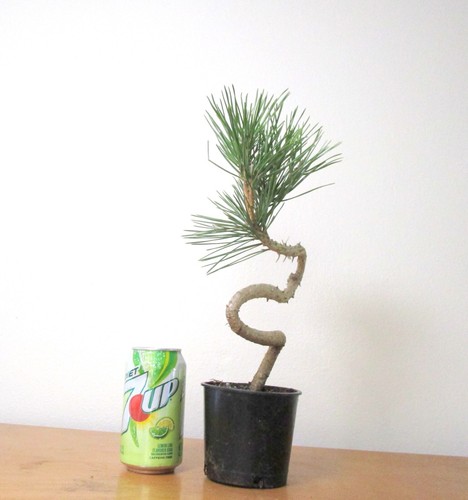 Japanese Black pine for shohin mame bonsai tree curving trunk multiple listing - Picture 2 of 7