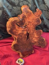 Ginepro "Hollywood Juniper", esposizione, salumi, bordo vivo, Burl
