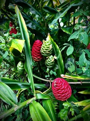 2 pack Hawaiian Shampoo ginger Awapuhi LIVE Plant | eBay