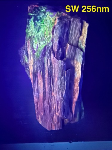 Permineralisiertes versteinertes Regenbogen versteinertes Holz Holbrook Arizona UV REAKTIV - Bild 8 von 13