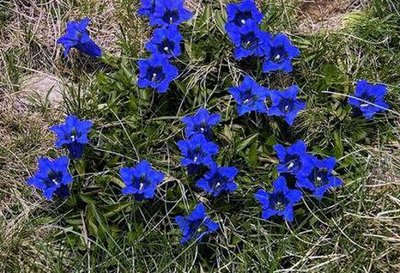 Super Bonsai-Pflanze: Blauer, winterharter Enzian | eBay.de