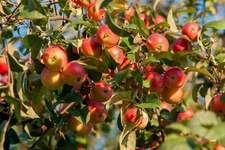 Siberian Crab apple {Malus baccata} Edible | Bonsai |15 seeds Free US Shipping! 