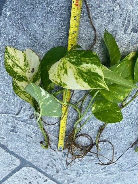 perennial flower seeds zone 5 Perennial Flower Seed Collection – Non-GMO Heirloom Blooms for Pollinator  Gardens, Borders & Year-Round Color main image 1