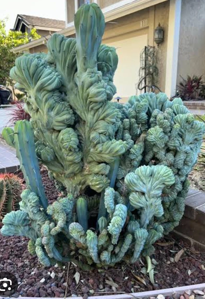 Myrtillocactus geometrizans f. cristata 🏵️Large mother plant 8 yrs Succulent 3
Opens in a new windo