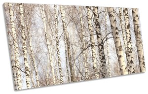Forest Birch Trees Trunks Framed Panoramic Canvas Print Wall Art Ebay