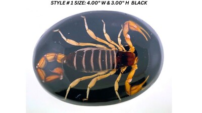 Women Men Real Scorpion Belt Buckle Western Cowboy Hecho en Mexico