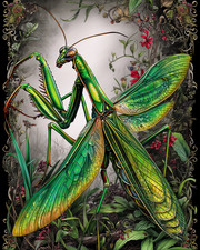 8x10 Praying Mantis wings open, ornate frame - floral border - 856212954