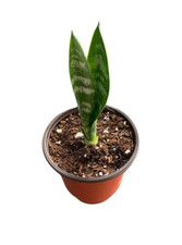 Sansevieria Coral Black Live plant, 4" Pot Air Purifying Snake Plant