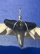 SHARK TOOTH PENDANT Fossilized 7/8 Inch Upper LEMON Shark Tooth 