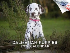 Dalmatian Pups Dog Breed Calendar 2026 12x18 Made in USA