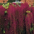 5 Red Black Dragon Wisteria Seeds Vine Climbing Flower Perennial Flowers 116