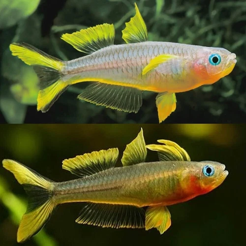 6 Forktail Rainbow Fish USA BRED!! HIGH QUALITY!! Furcata Rainbow Fish!!!